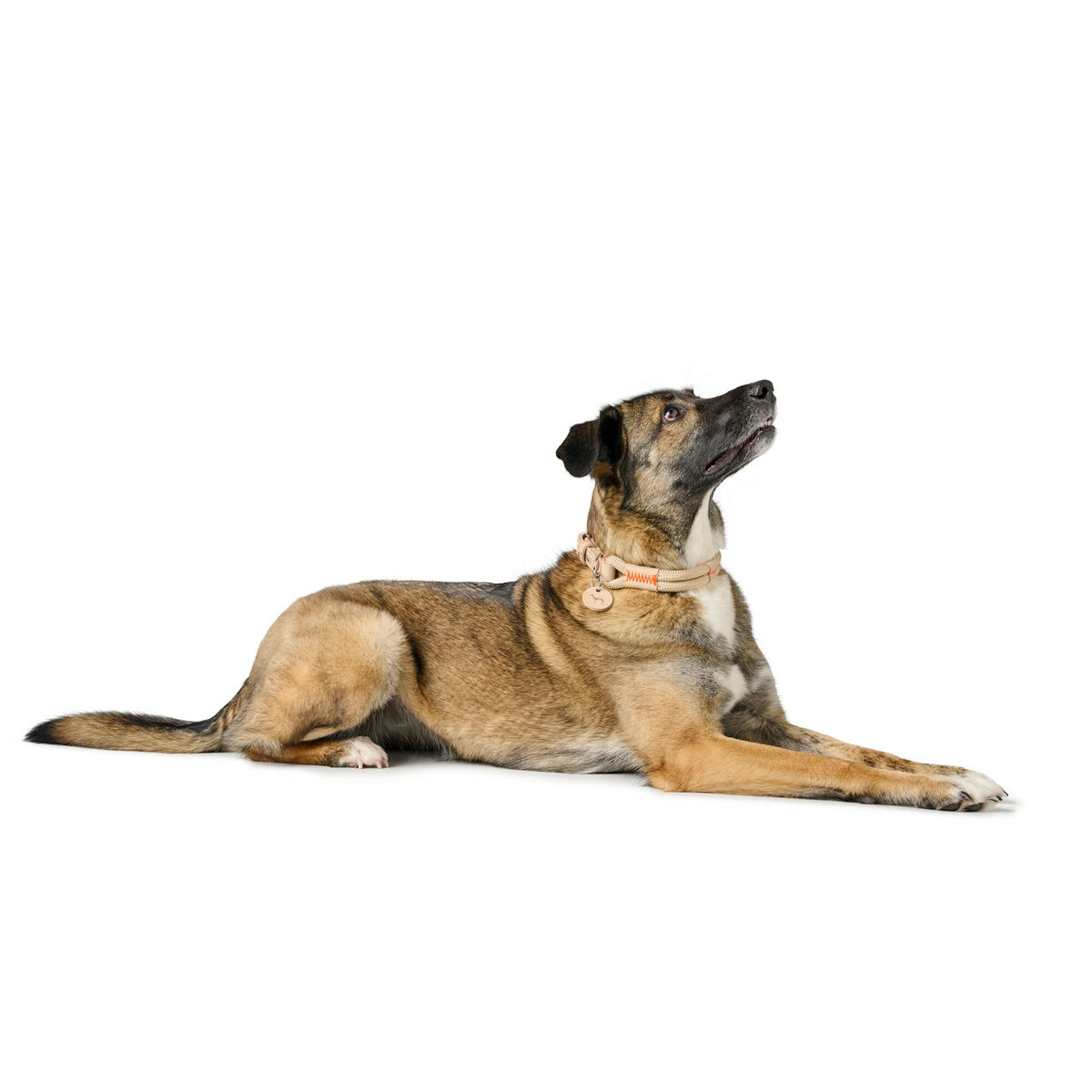 Dog collar Hunter Malia Beige L 50-59 cm